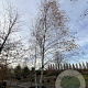 Betula pendula 700-800 cm draadkluit meerstammig
