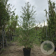 Betula p. 'Crispa' 10-12 HO draadkluit
