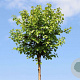 Betula p. 'Globe' 12-14 cm 50L 225 cm stam