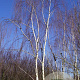 Betula p. 'Tristis' 900-1000 cm draadkluit meerstammig