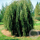 Betula p. 'Youngii' 35-40 HO draadkluit 220 cm stam