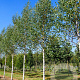 Betula p. 'Zwitsers Glorie' 10-12 HO draadkluit