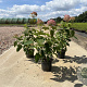 Hydrangea a. Candybelle Bubblegum 40-50 cm 3,0L