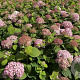 Hydrangea a. Candybelle Bubblegum 40-50 cm 3,0L