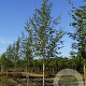 Betula p. 'Zwitsers Glorie' 16-18 HO draadkluit