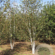 Betula utilis 'Doorenbos' 550-600 cm draadkluit meerstammig