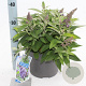 Buddleja d. B. Candy Lila Sweeth. 30-40 cm 5,0L