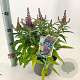 Buddleja d. B. Candy Little Lila 30-35 cm 3,0L