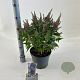 Buddleja d. B. Candy Little Lila 30-40 cm 5,0L