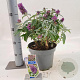 Buddleja d. B. Candy Little Lila 30-40 cm 5,0L