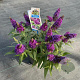 Buddleja d. B. Candy Little Purple 30-35 cm 3,0L