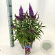 Buddleja d. B. Candy Little Purple 30-35 cm 3,0L