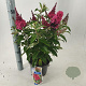 Buddleja d. B. Candy Little Ruby 30-35 cm 3,0L