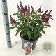 Buddleja d. B. Candy Little Ruby 30-40 cm 5,0L