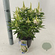 Buddleja d. B. Candy Little White 30-35 cm 3,0L