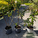 Buddleja d. 'White Profusion' 40-60 cm 2,0L
