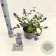 Buddleja Free Petite Blue Heaven 20-25 cm 2,0L