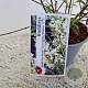Buddleja Free Petite Snow White 40-45 cm 2,5L