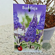 Buddleja 'Lochinch' 50-55 cm 3,0L
