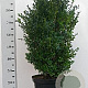 Buxus sempervirens 60-80 cm 10L