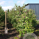 Callicarpa bod. 'Profusion' 100-125 cm met kluit