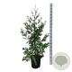 Calocedrus dec. 'Pillar' 100-125 cm 15L