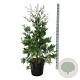 Calocedrus dec. 'Pillar' 125-150 cm 30L extra