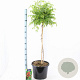 Campsis t. Fire Trumpet 80 cm stam 15L