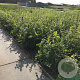 Carpinus betulus 80-100 cm 2,0L