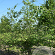 Carpinus betulus 150-175 cm draadkluit meerstammig 80-100 breed