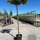 Carpinus betulus 14-16 HO 50L dakvorm 240 vierkant 120x120
