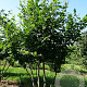 Carpinus betulus 350-400 cm draadkluit meerstammig op aanvraag