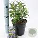 Caryopteris cland. Blue Empire 30-40 cm 2,0L