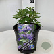 Caryopteris cland. Blue Empire 30-40 cm 2,0L