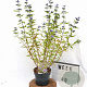 Caryopteris cland. 'Heavenly Blue' 30-40 cm 3,0L