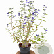 Caryopteris cland. 'Heavenly Blue' 30-40 cm 3,0L