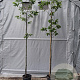 Castanea sativa 6-8 HO 15L