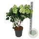 Hydrangea pan. Little Fresco 50-60 cm 15L
