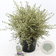 Ceanothus Cool Blue 40-50 cm 10L