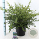 Ceanothus thyrsiflorus repens 40-50 cm 10L