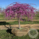Cercis can. 'Covey' 200-250 cm 15L