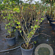 Cercis siliquastrum 150-175 cm 40L meerstammig