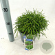 Chamaecyparis p. 'Filifera Nana' 20-25 cm 3,0L
