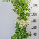 Hydrangea anomala petiolaris 150-175 cm 10L met stok