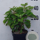 Hydrangea quercifolia 40-45 cm 10L