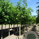 Cladrastis kentukea 6-8 HO draadkluit