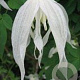 Clematis 'Broughton Bride' 80 cm rozenpot 2L