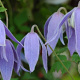 Clematis 'Cyanea' 80-100 cm rozenpot 2L
