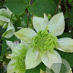Clematis florida 'Alba Plena' 80 cm rozenpot 2L