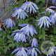 Clematis 'Maidwell Hall' 80 cm rozenpot 2L